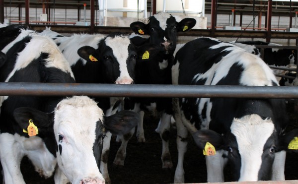 ホルスタインがいっぱい