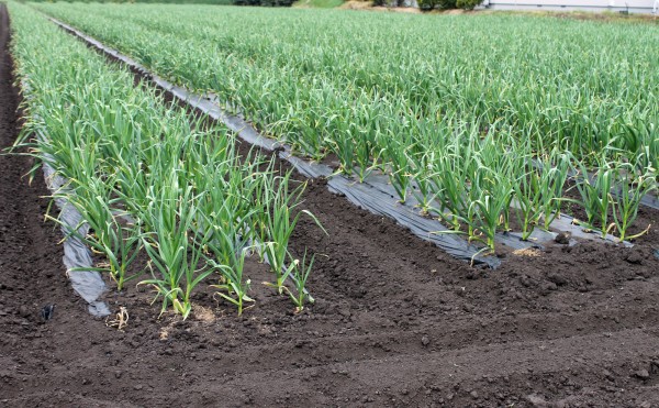 本日のニンニク畑