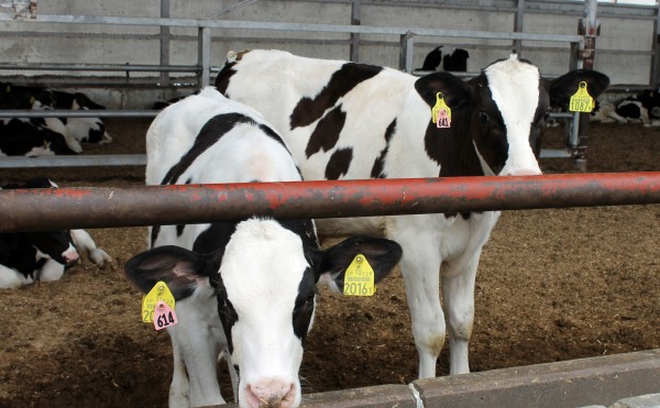 ホルスタインの毛並み