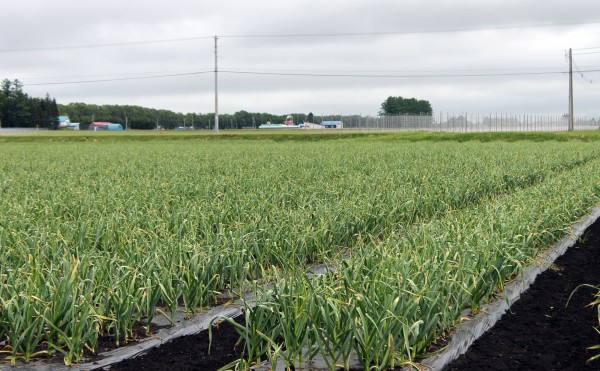 6月のニンニク畑