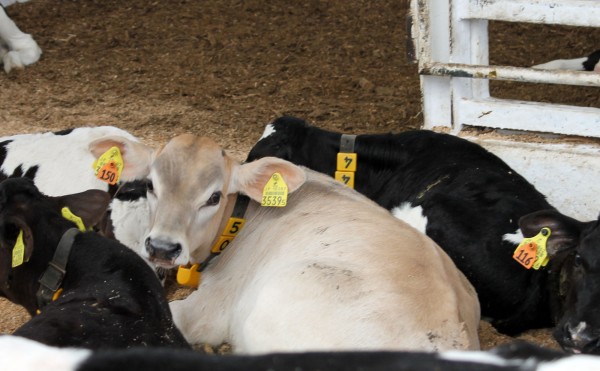 やっぱり目立つ