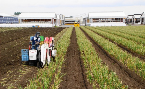 にんにくの収穫時期となりました。