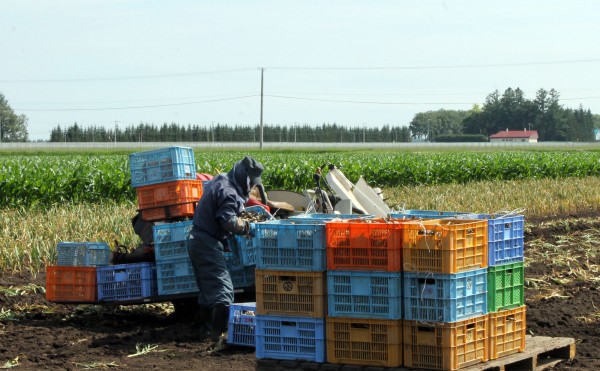 ニンニク収穫完了