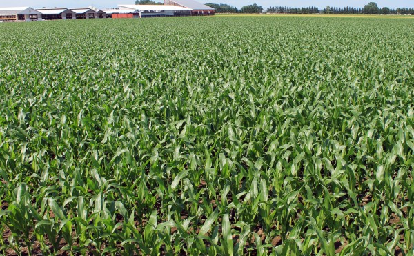デントコーン畑