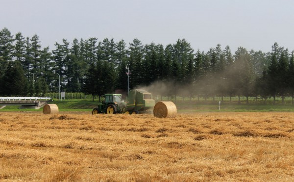 収穫後の小麦畑