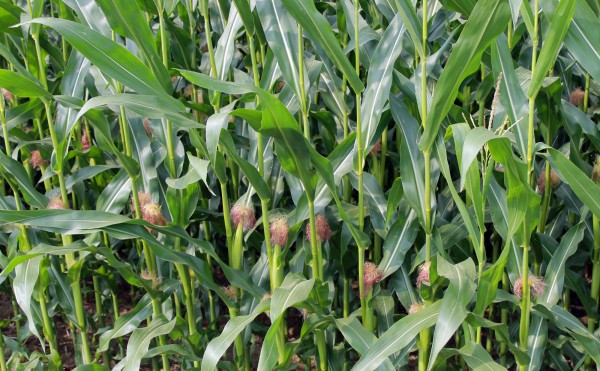 デントコーン畑