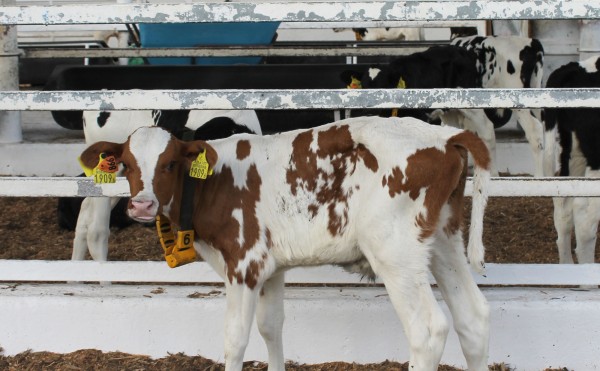 赤毛のホルスタイン