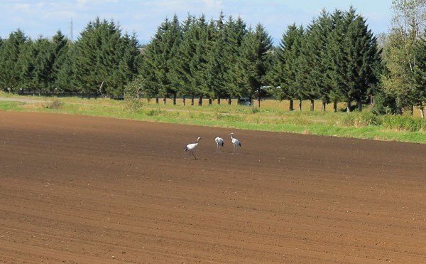 畑に丹頂鶴飛来