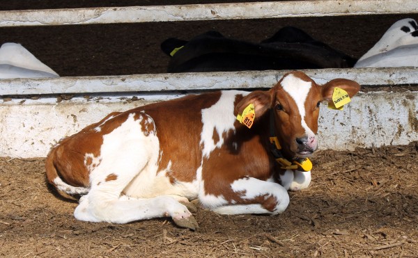 赤毛のホルスタイン