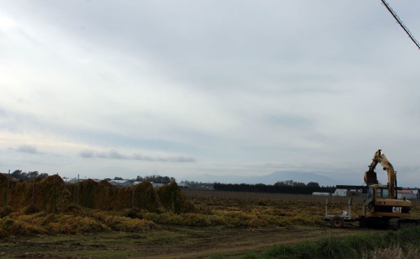 ナガイモの収穫