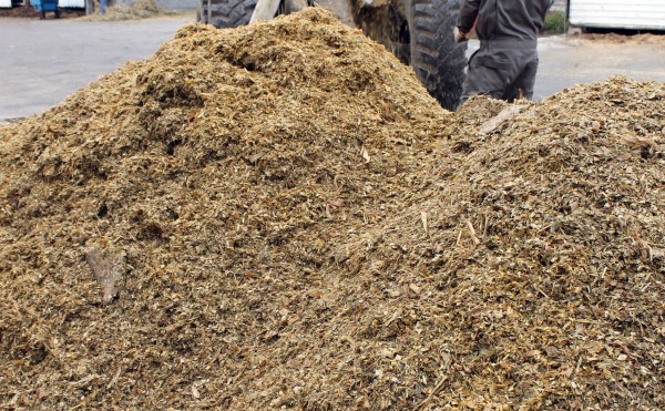 デントコーン、その後