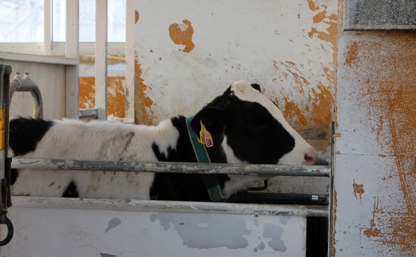 ミルクが出ない