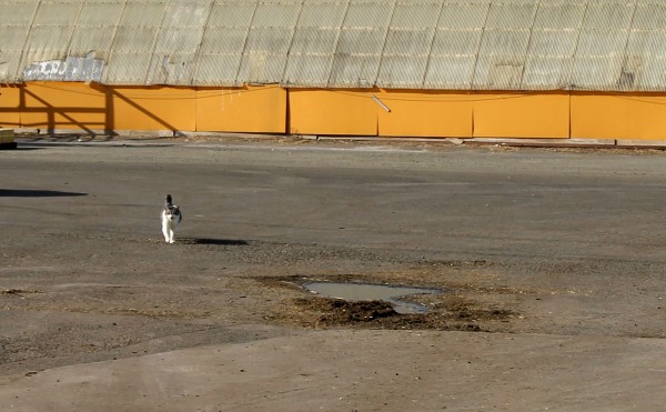 アイドルももちゃん