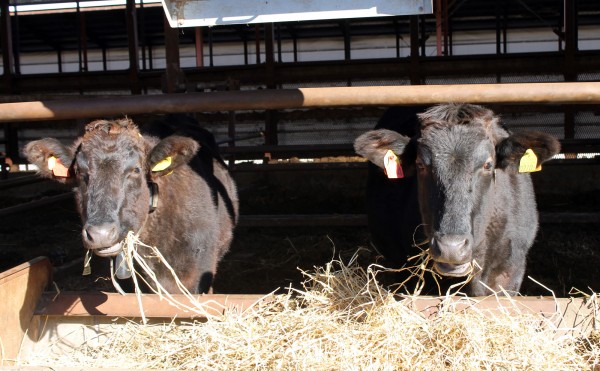 まだ晩秋の景色