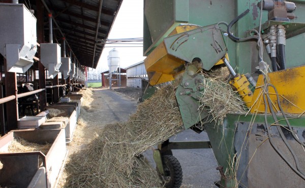 麦わらのカット