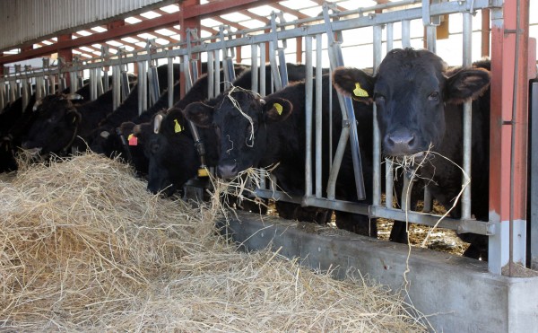 黒毛の食事風景