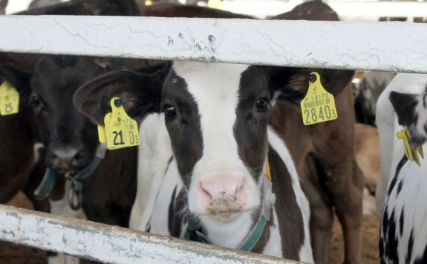 正統派ハンサム