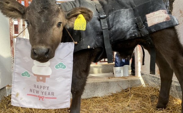 牛舎からご挨拶