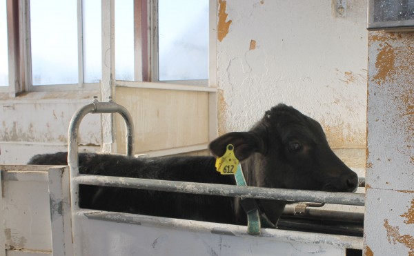 ミルクが出ない