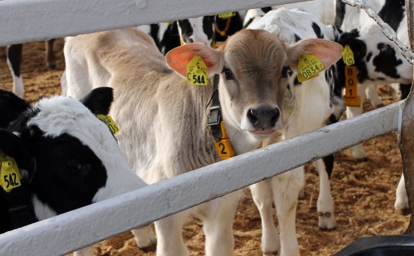 ブラウンスイス