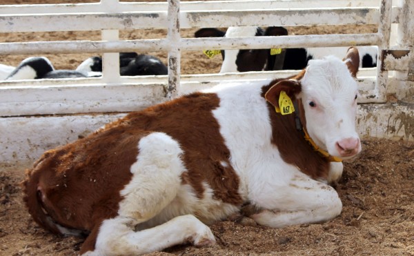 赤毛のホルスタイン