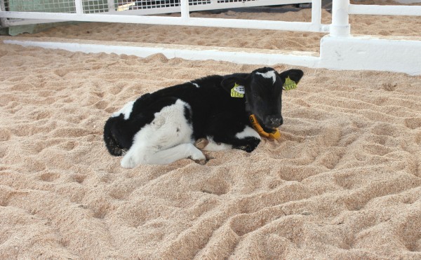 ひろびろゆったり