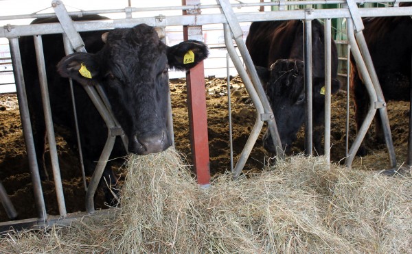 ゆっくり食べる