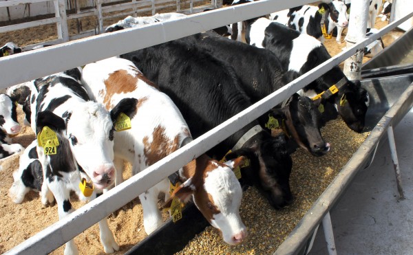 赤毛、白黒、黒毛