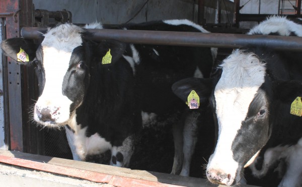 横目でチラチラ