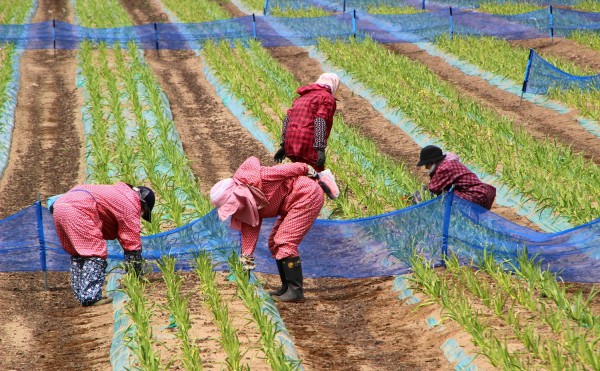 トヨニシファームのにんにく畑では芽出し作業が行われています。