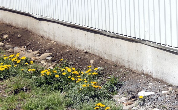 どこにでもタンポポ