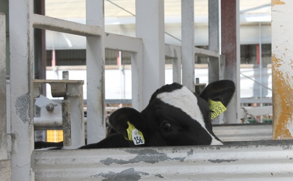 ミルクは出ません