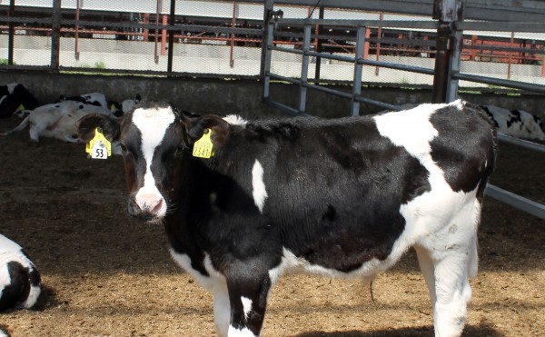 ５月最後の日曜日