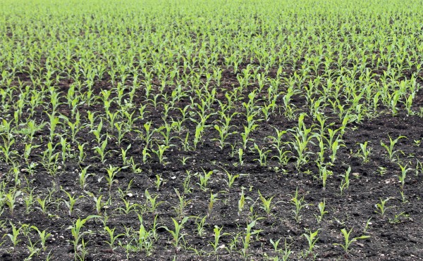 デントコーン畑