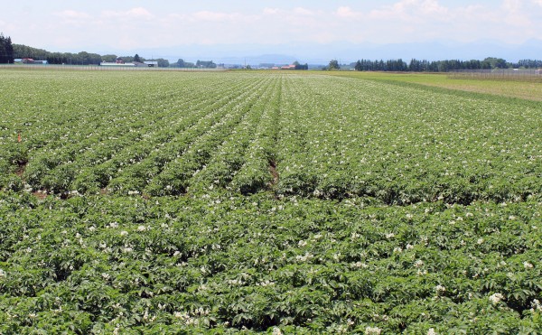 ジャガイモの花