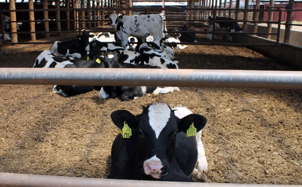 いらっしゃいませ