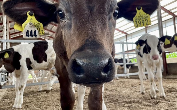 あかねちゃんショット