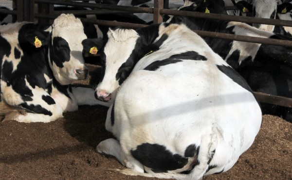 ホルスタインの後ろ姿