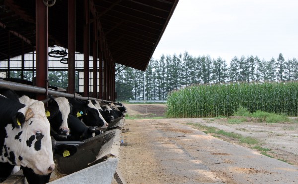 デントコーンの林