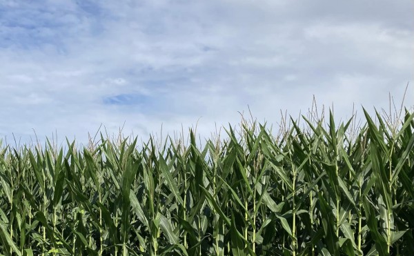 デントコーンとトウモロコシ