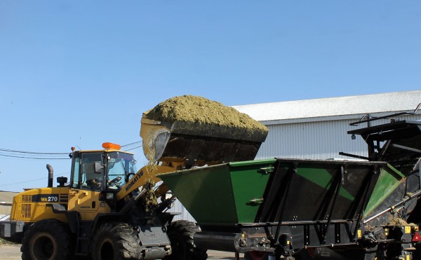 デントコーンの山