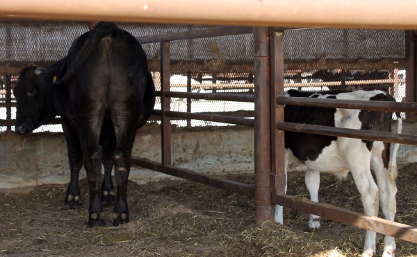 中くらいと小さいと