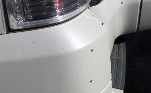 ハエも日向ぼっこ？