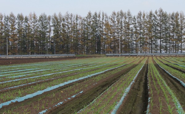 11月のニンニク