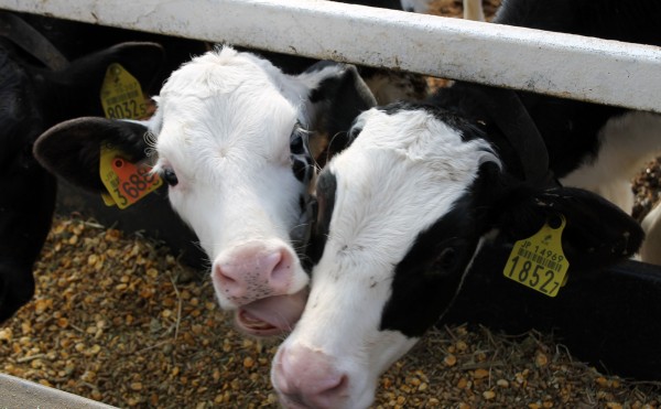 いい肉の日です！