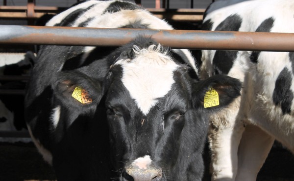 最後の小春日和