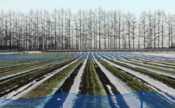 12月のニンニク畑