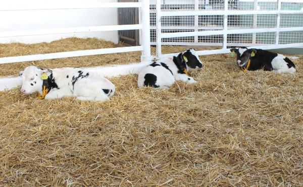 フカフカのベッド