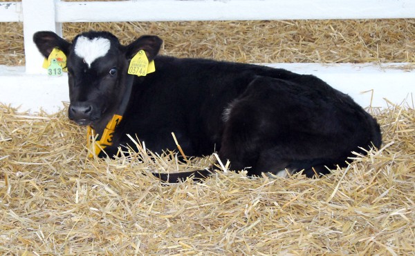 バレンタイン♡