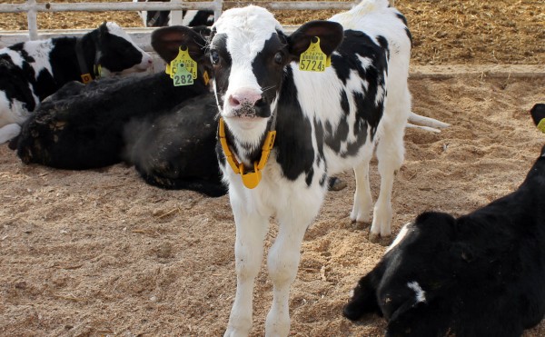 きれいな立ち姿